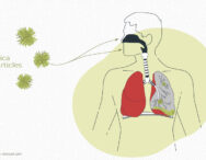 Graphic showing the impact of silica on the lungs