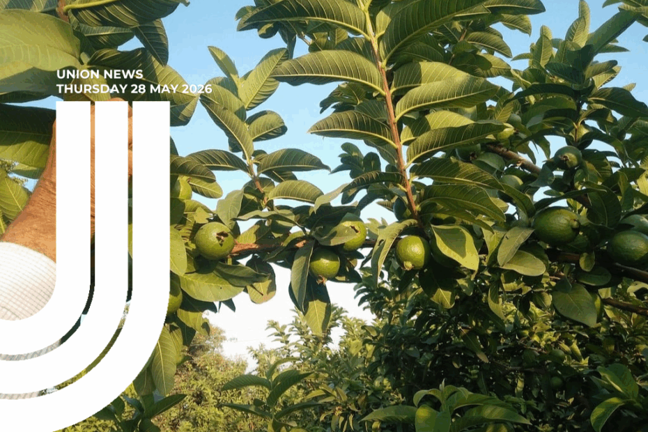 A photograph of a fruit tree in bright sunlight, with clusters of green fruit hanging among broad, glossy leaves against a clear blue sky. A hand reaches up from the lower left to pick one of the fruit. Overlaid on the image is the NZCTU logo and the text "Union News, Thursday 28 May 2026".